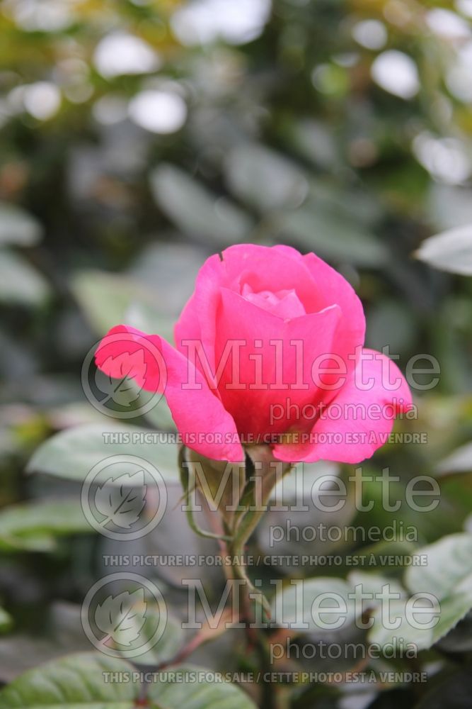 Rosa Pink Flamingo (Grandiflora Rose) 1
