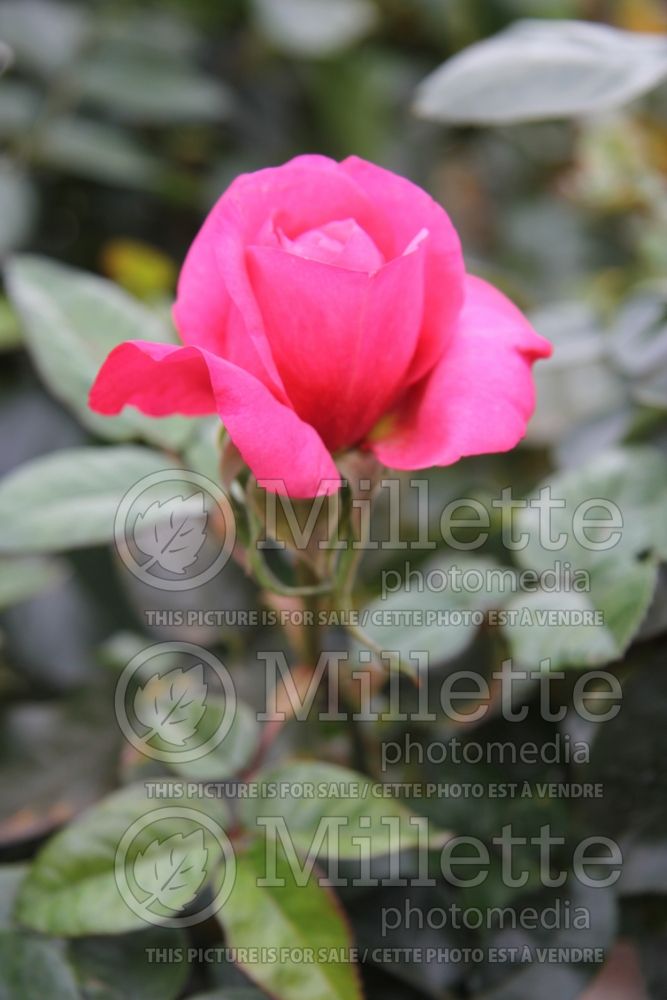 Rosa Pink Flamingo (Grandiflora Rose) 3