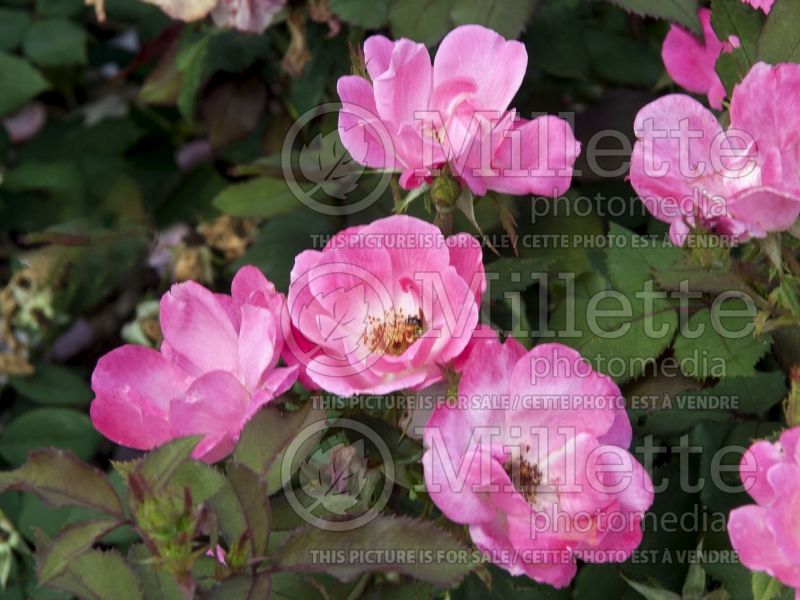 Rosa Pink Knockout (Shrub rose) 2 