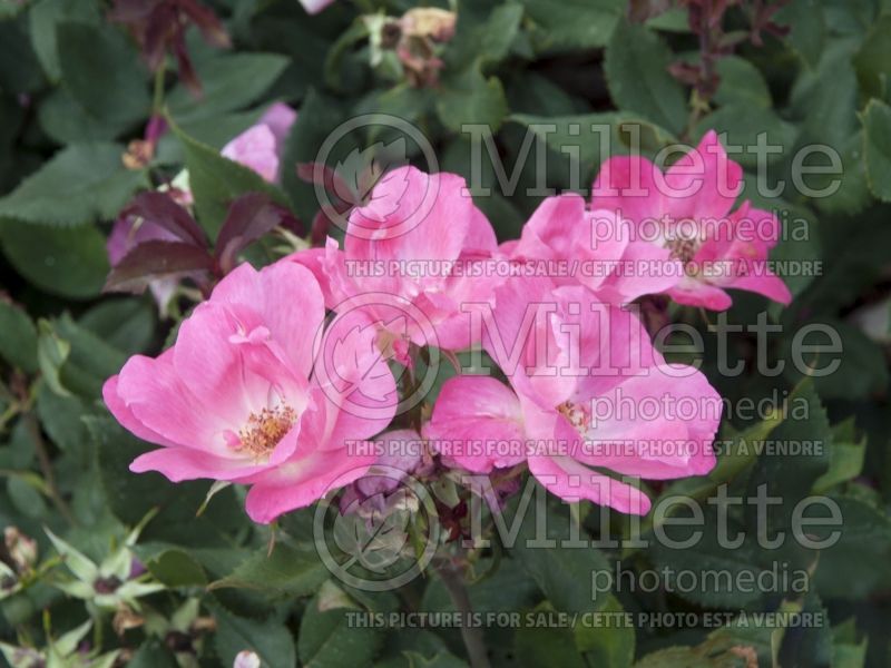 Rosa Pink Knockout (Shrub rose) 3 