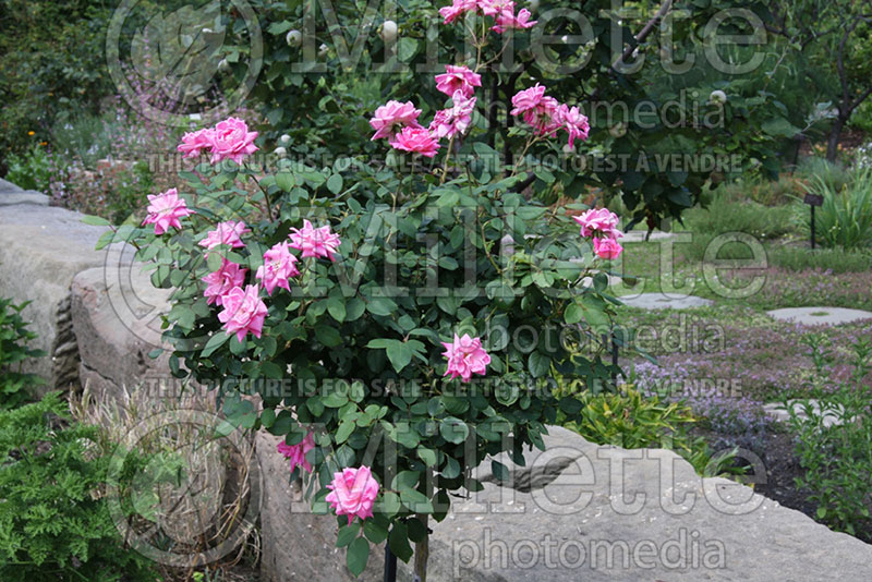 Rosa Pink Knockout (Shrub rose) 1 