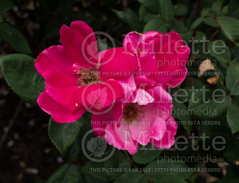 Rosa Pink Knockout (Shrub rose) 6 