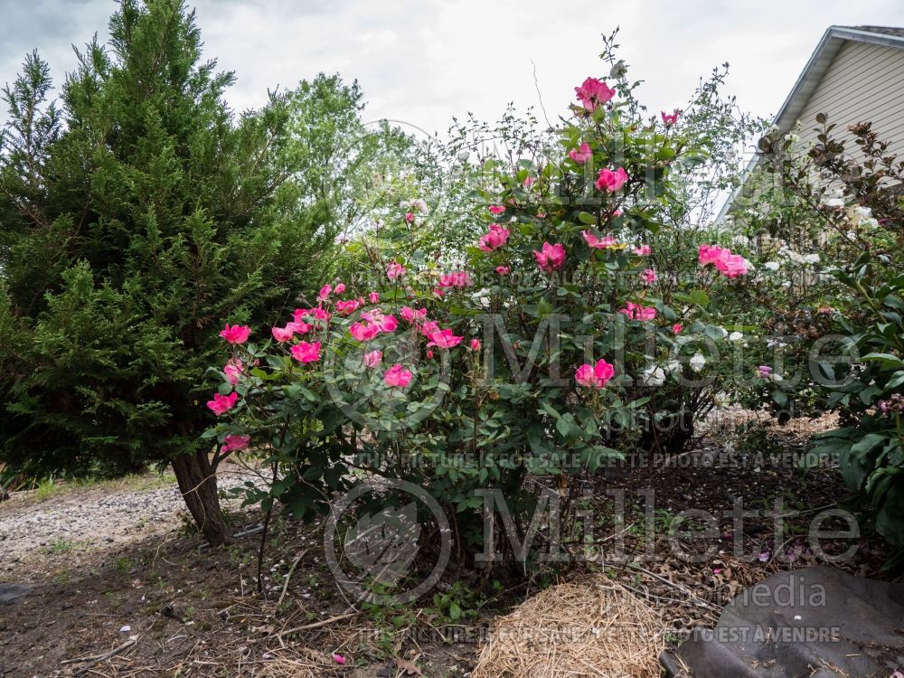 Rosa Pink Knockout (Shrub rose) 5 