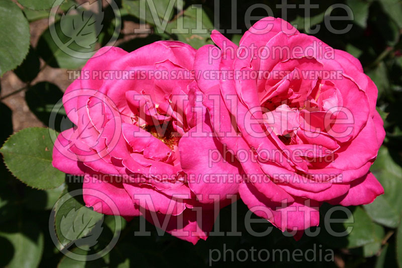 Rosa Pink Peace (Hybrid tea Rose) 1