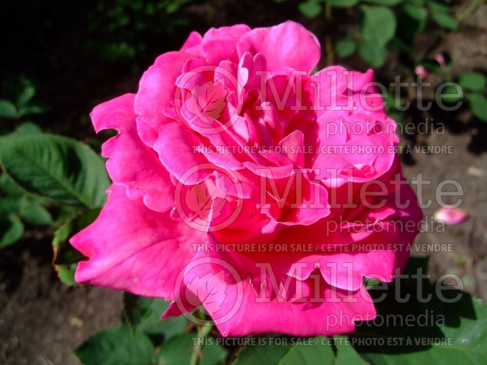 Rosa Pink Peace (Hybrid tea Rose) 2 