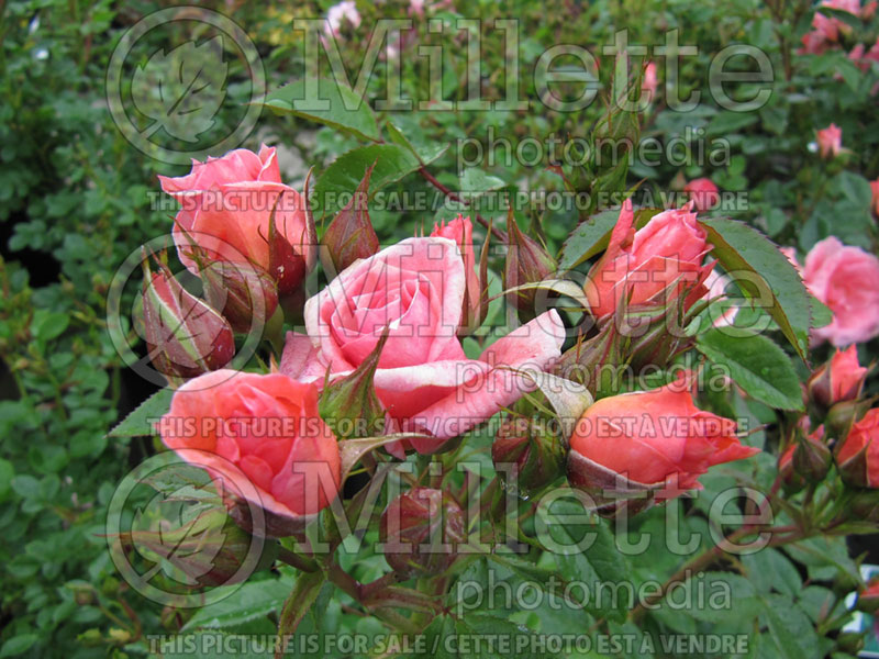 Rosa Pink Pirouette (climbing rose) 1 