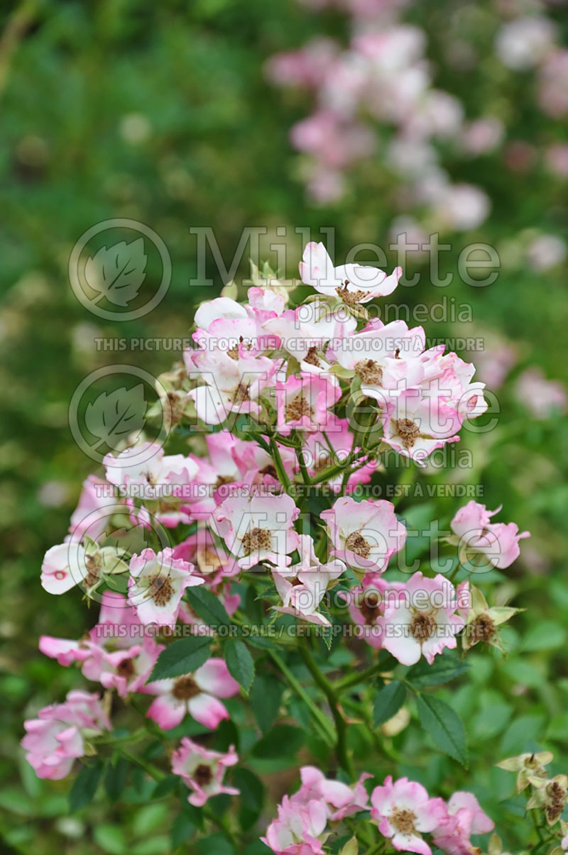 Rosa Pink Spray (Shrub rose)  1