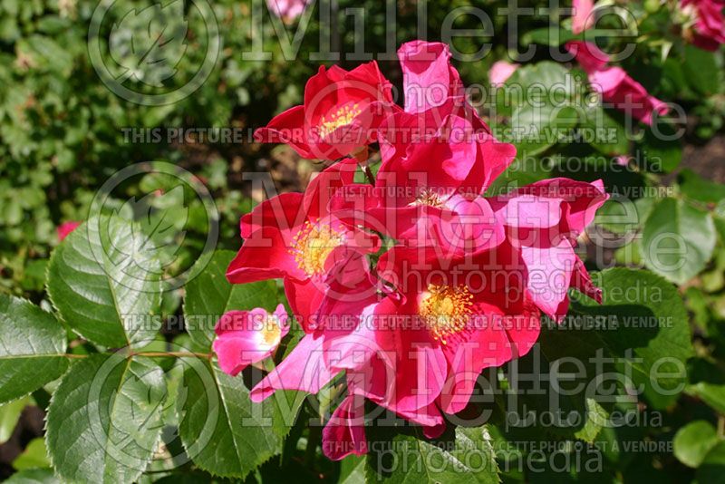 Rosa Prairie Celebration (Shrub Rose) 1