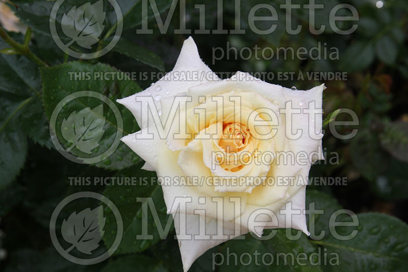 Rosa Prairie Harvest (Shrub Rose) 1 