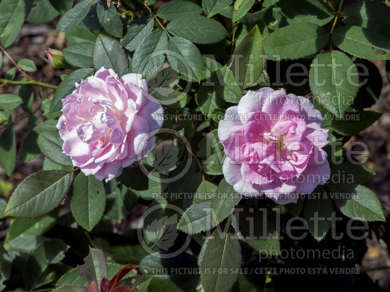 Rosa Prairie Joy (Shrub Rose) 2  