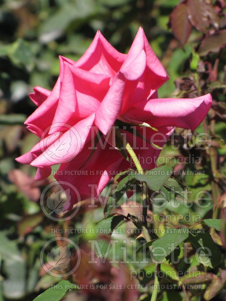 Rosa Prima Donna (grandiflora Rose) 1
