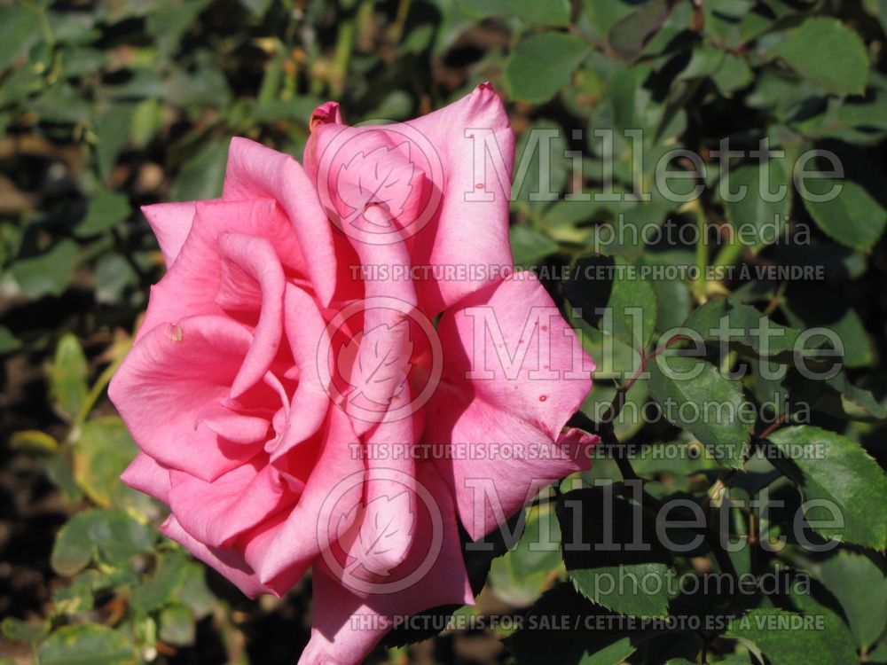 Rosa Prima Donna (grandiflora Rose) 2
