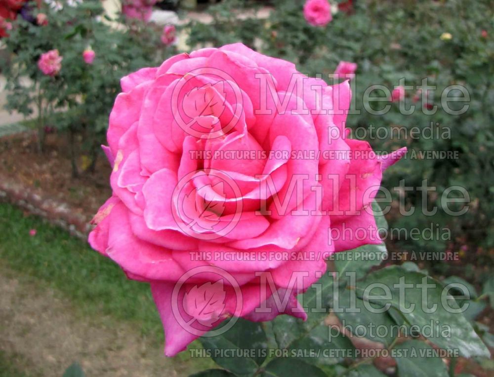 Rosa Prima Donna (grandiflora Rose) 3