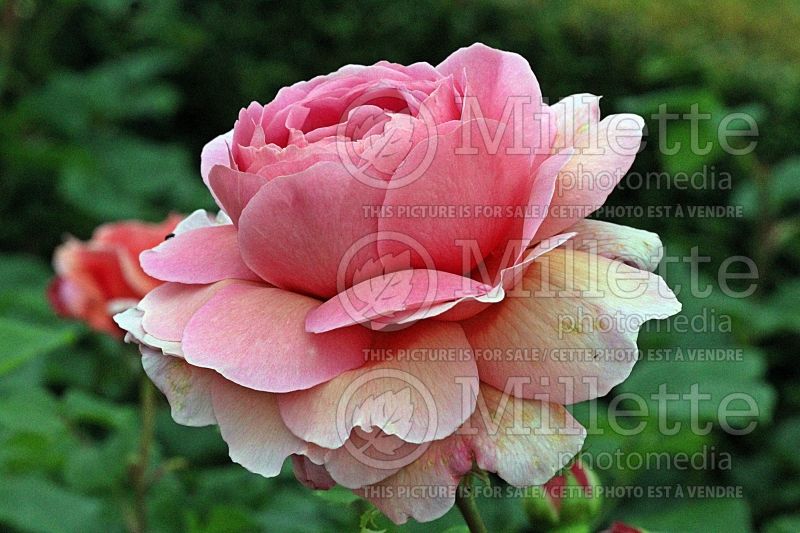 Rosa Princess Alexandra of Kent aka Ausmerchant (Shrub Rose) 2 