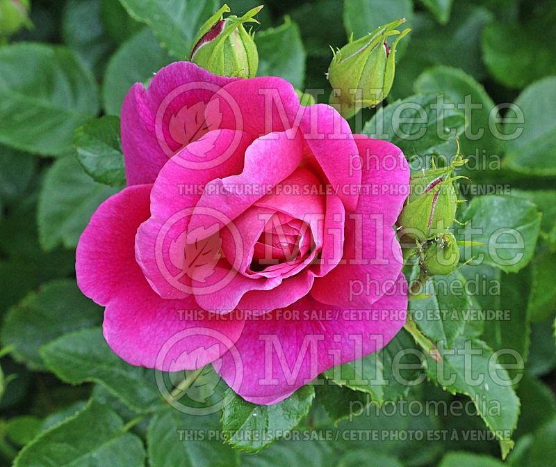 Rosa Princess Anne (Shrub Rose) 1