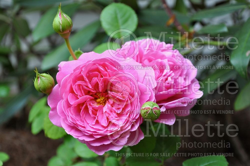 Rosa Princess Anne (Shrub Rose) 3