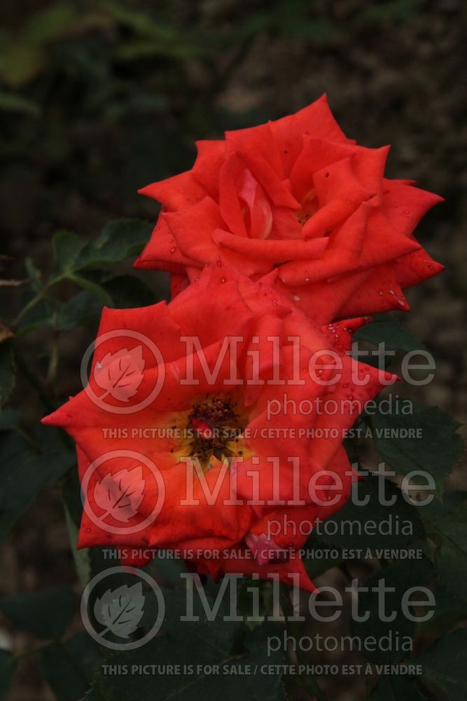 Rosa Prominent (Hybrid Tea Rose) 1 