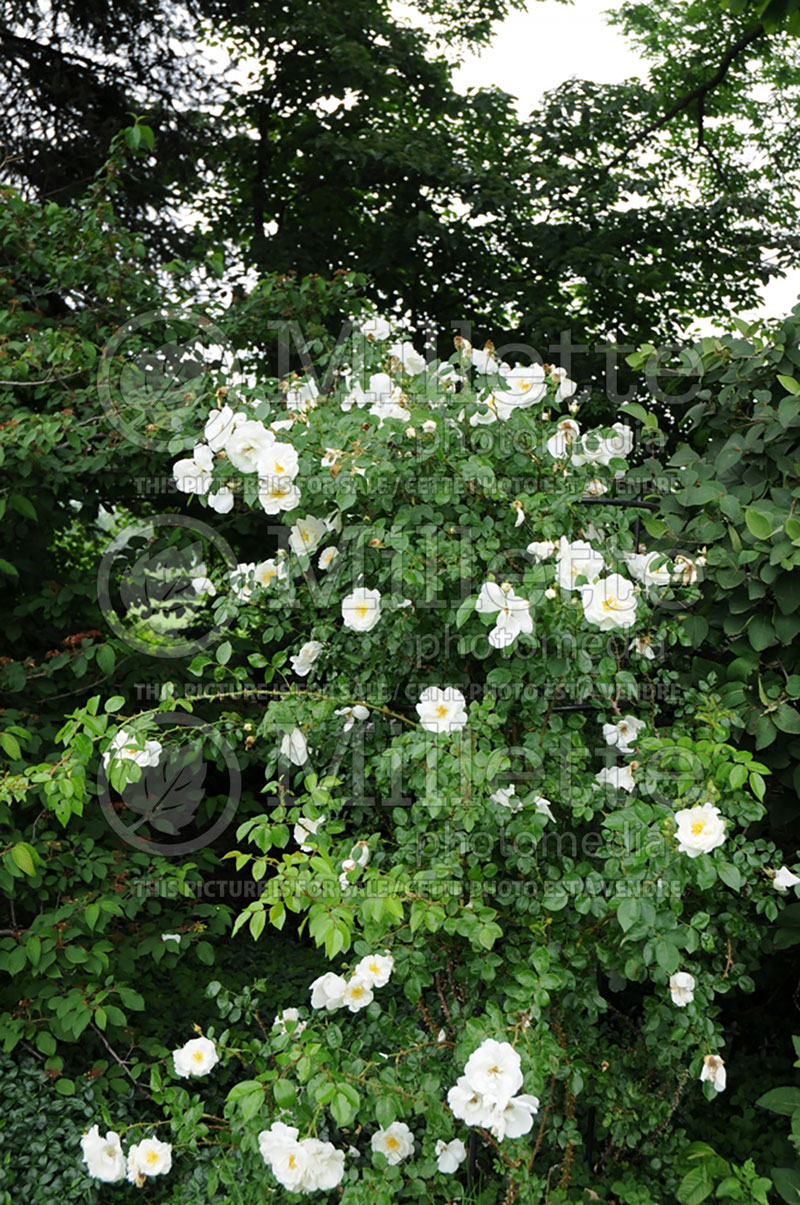 Rosa Purity (Climbing Hybrid Tea Rose)  1 