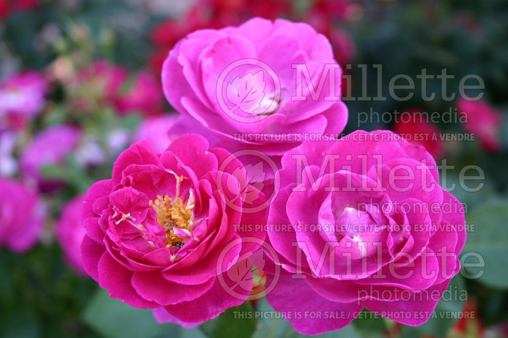 Rosa Purple Heart (floribunda rose) 1 