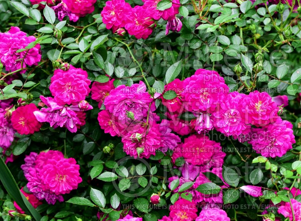 Rosa Purple Rain aka Vigorosa (Shrub Rose) 1