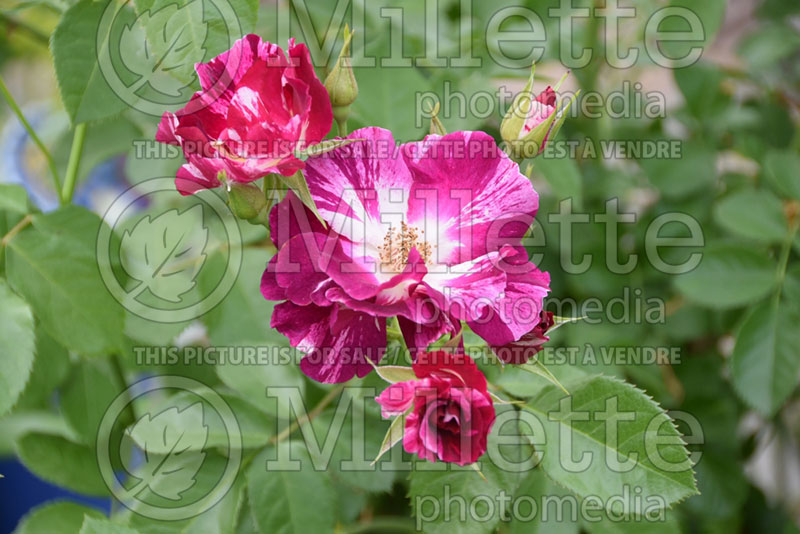 Rosa Purple Splash (Shrub Rose)  1 