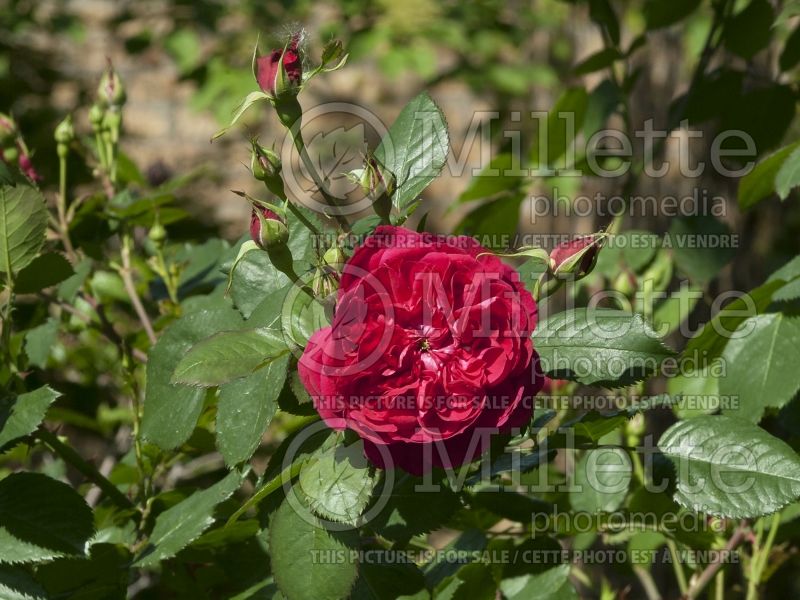 Rosa Quadra (Climbing Rose) 4 