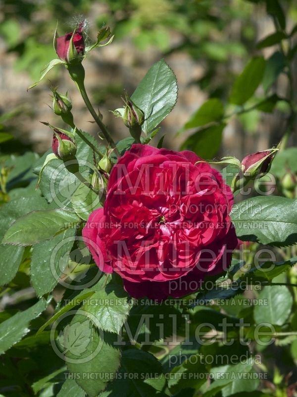 Rosa Quadra (Climbing Rose) 3 