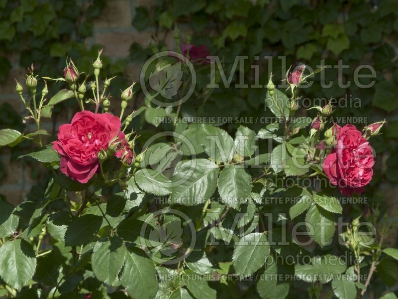 Rosa Quadra (Climbing Rose) 5 