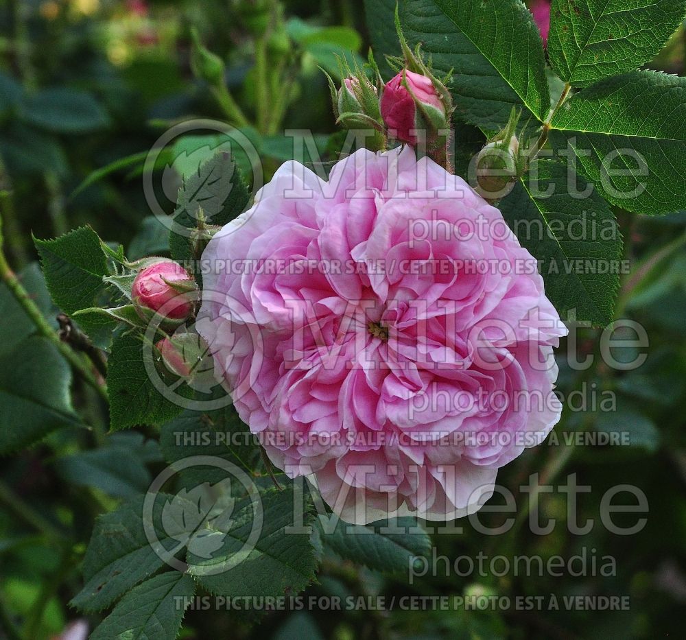Rosa Queen of Denmark (Shrub Rose) 2