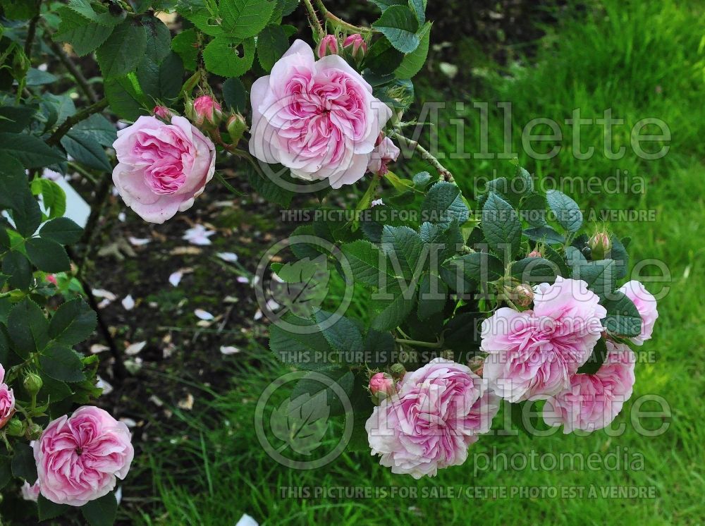 Rosa Queen of Denmark (Shrub Rose) 1