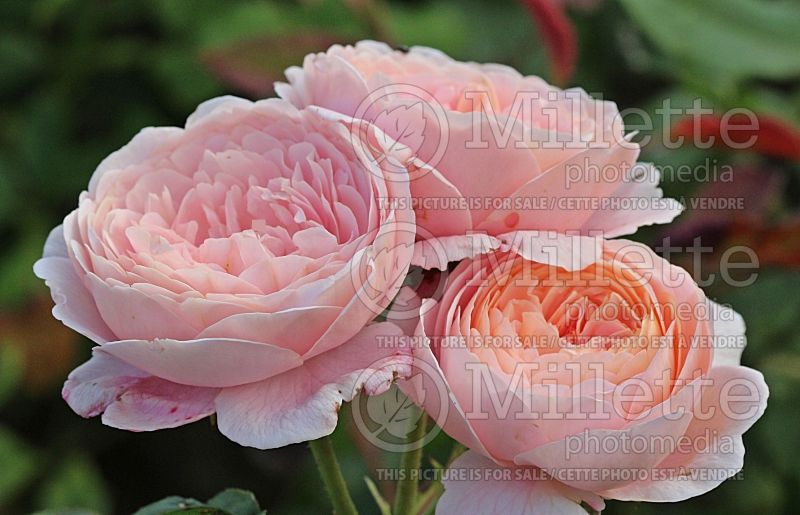 Rosa Queen of Sweden or AUStiger (Shrub Rose) 3