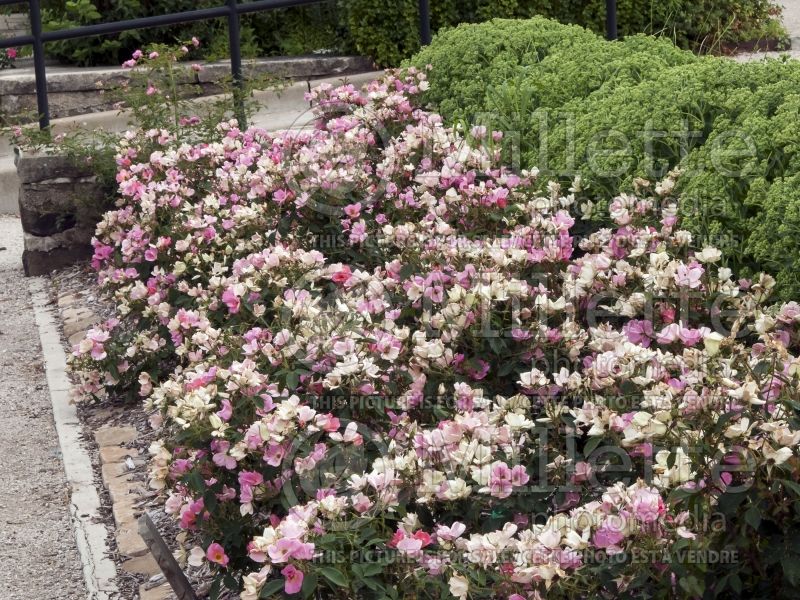 Rosa Rainbow Knockout (Shrub Rose) 8