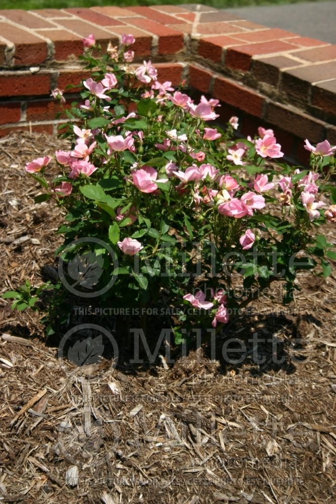 Rosa Rainbow Knockout (Shrub Rose)  1