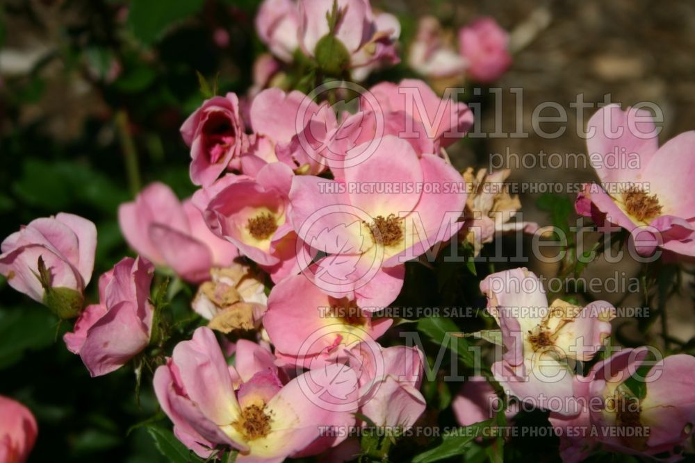 Rosa Rainbow Knockout (Shrub Rose) 2 