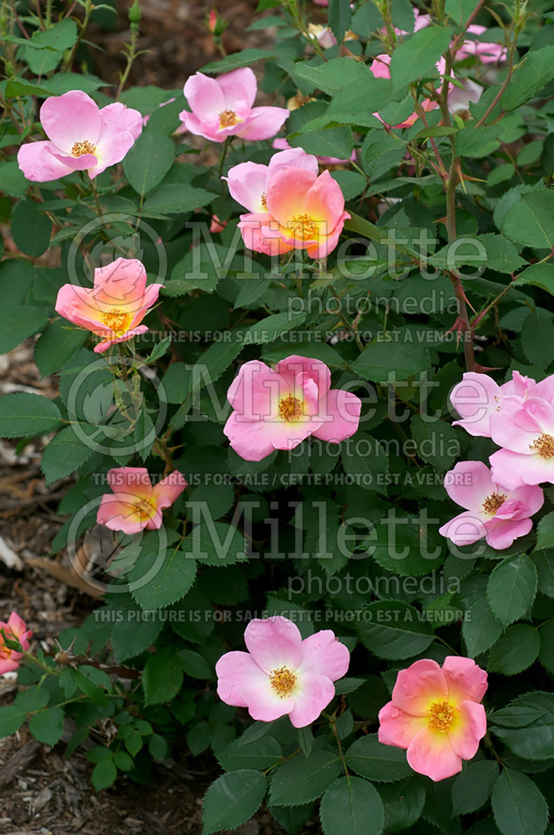 Rosa Rainbow Knockout (Shrub Rose) 4