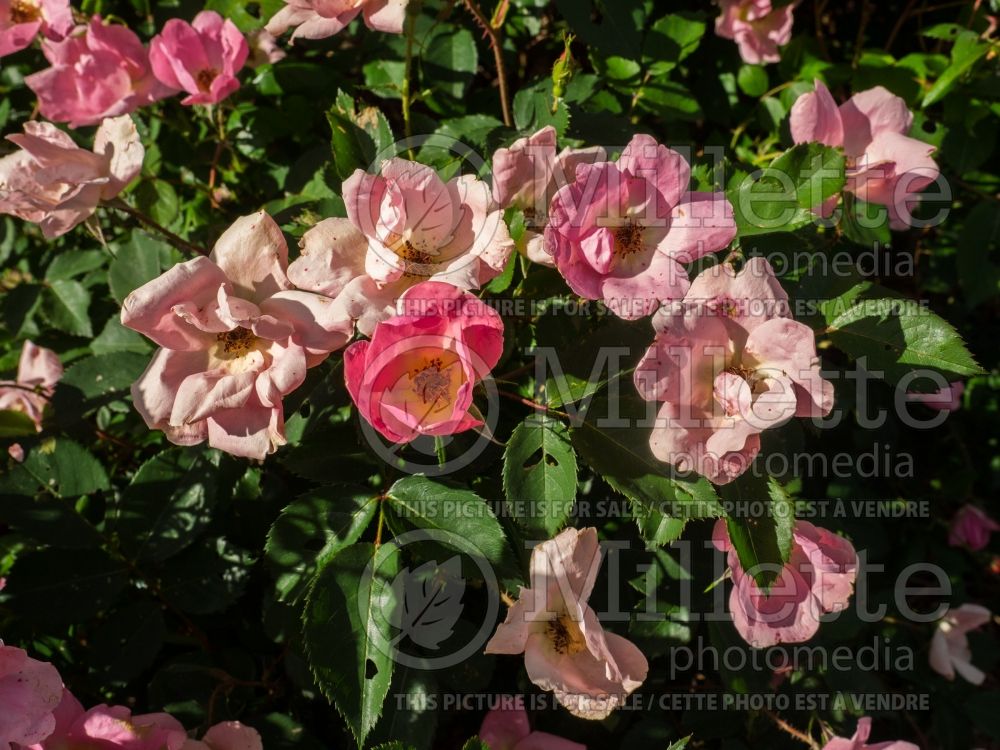 Rosa Rainbow Knockout (Shrub Rose) 6