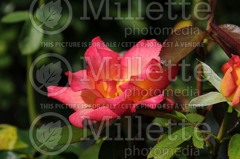 Rosa Rainbow Scarlet or BALprez (Floribunda Rose) 1  