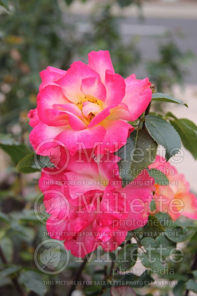 Rosa Rainbow Sorbet (floribunda rose) 1 