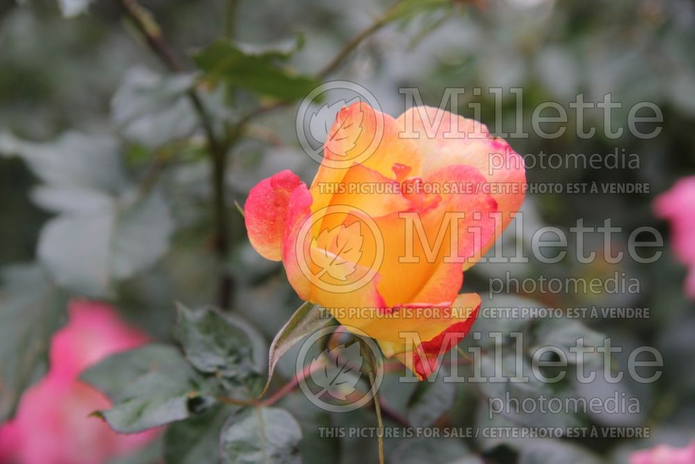 Rosa Rainbow Sorbet (floribunda rose) 2 