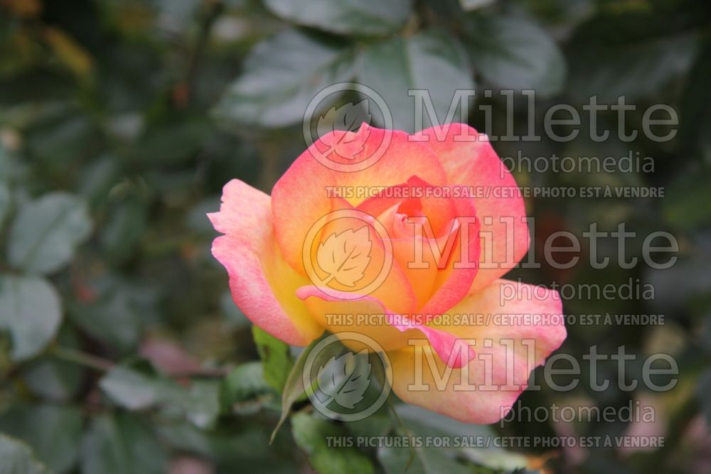 Rosa Rainbow Sorbet (floribunda rose) 3 