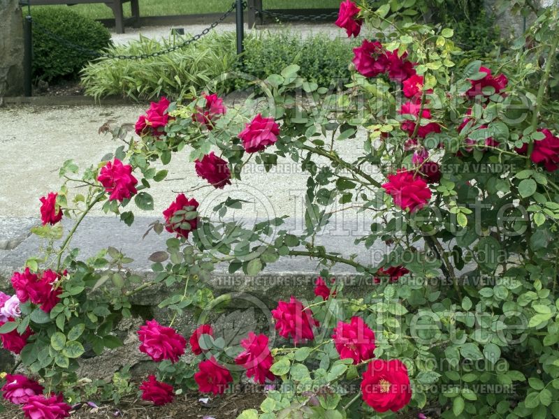 Rosa Ramblin Red (Shrub Rose) 2  