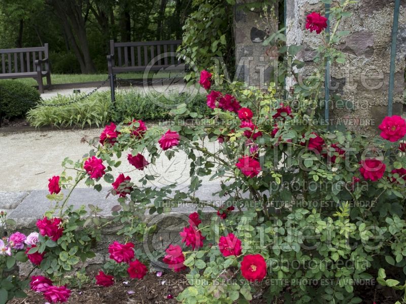 Rosa Ramblin Red (Shrub Rose) 3  