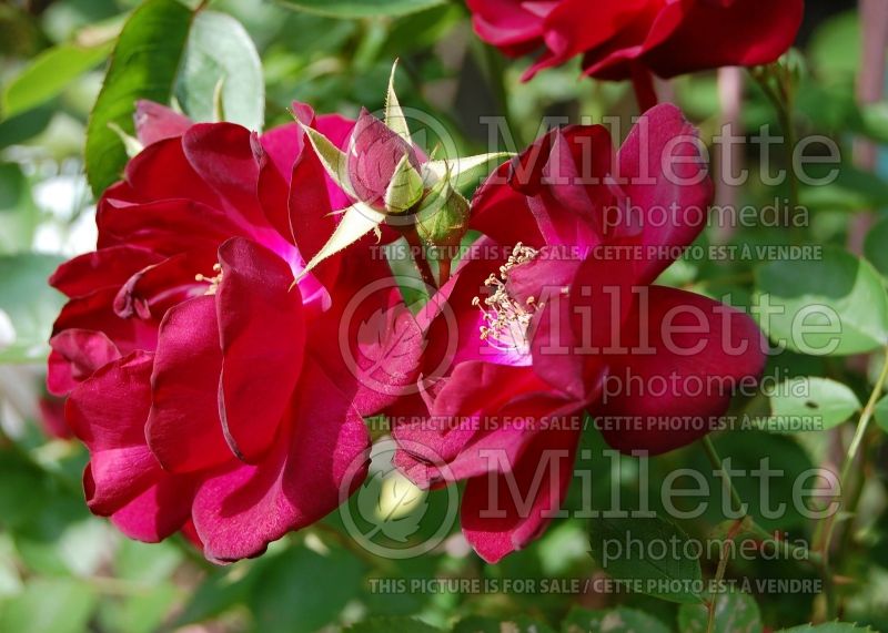 Rosa Ramblin Red (Shrub Rose) 4  