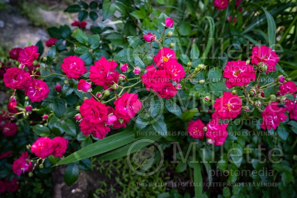 Rosa Red Fairy (shrub Rose) 2