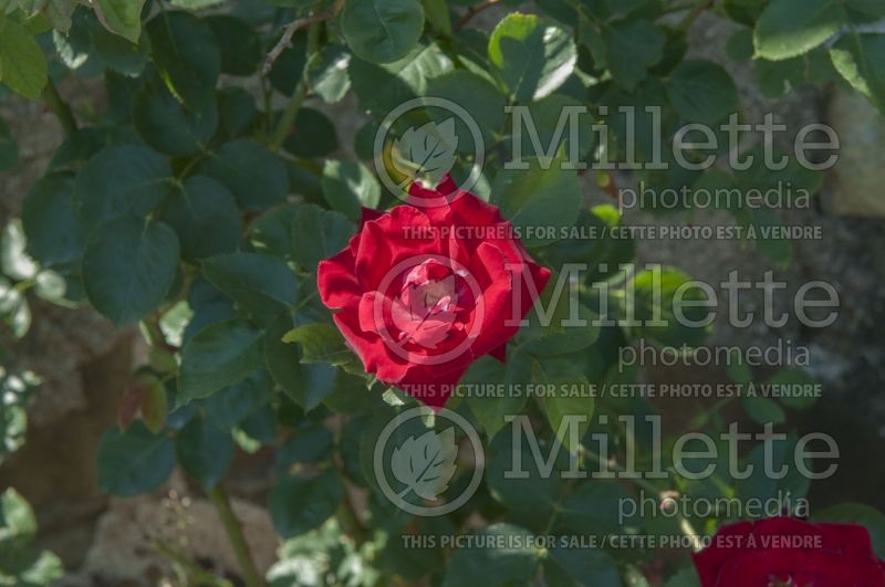 Rosa Red Fountain (Climbing Rose) 3 