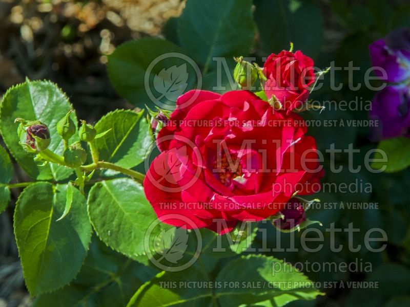 Rosa Red Fountain (Climbing Rose) 4 