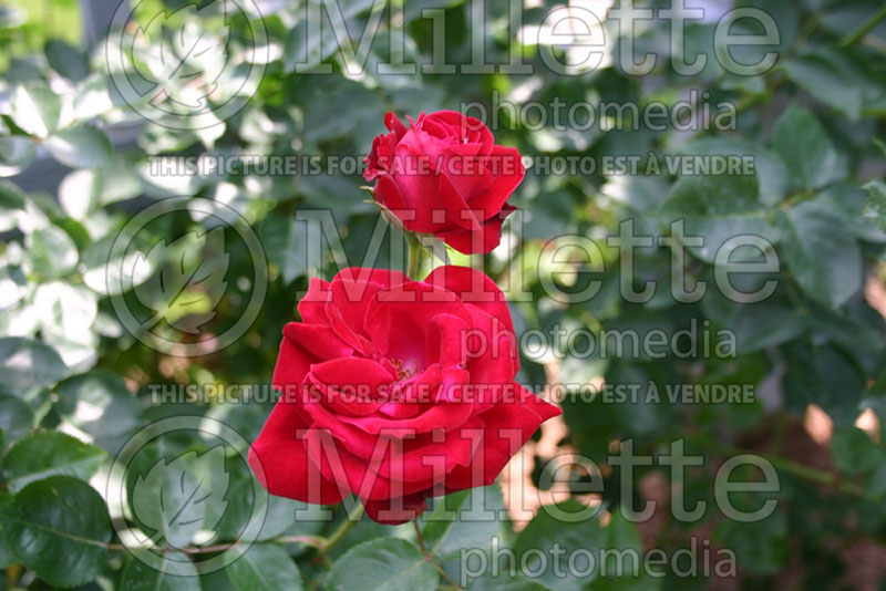 Rosa Red Fountain (Climbing Rose) 2 