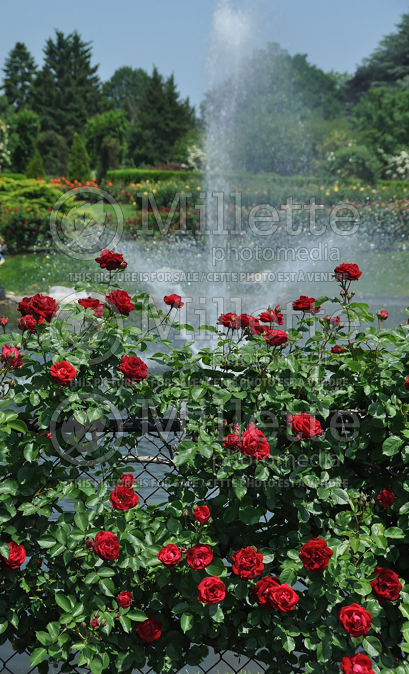 Rosa Red Fountain (Climbing Rose) 1 