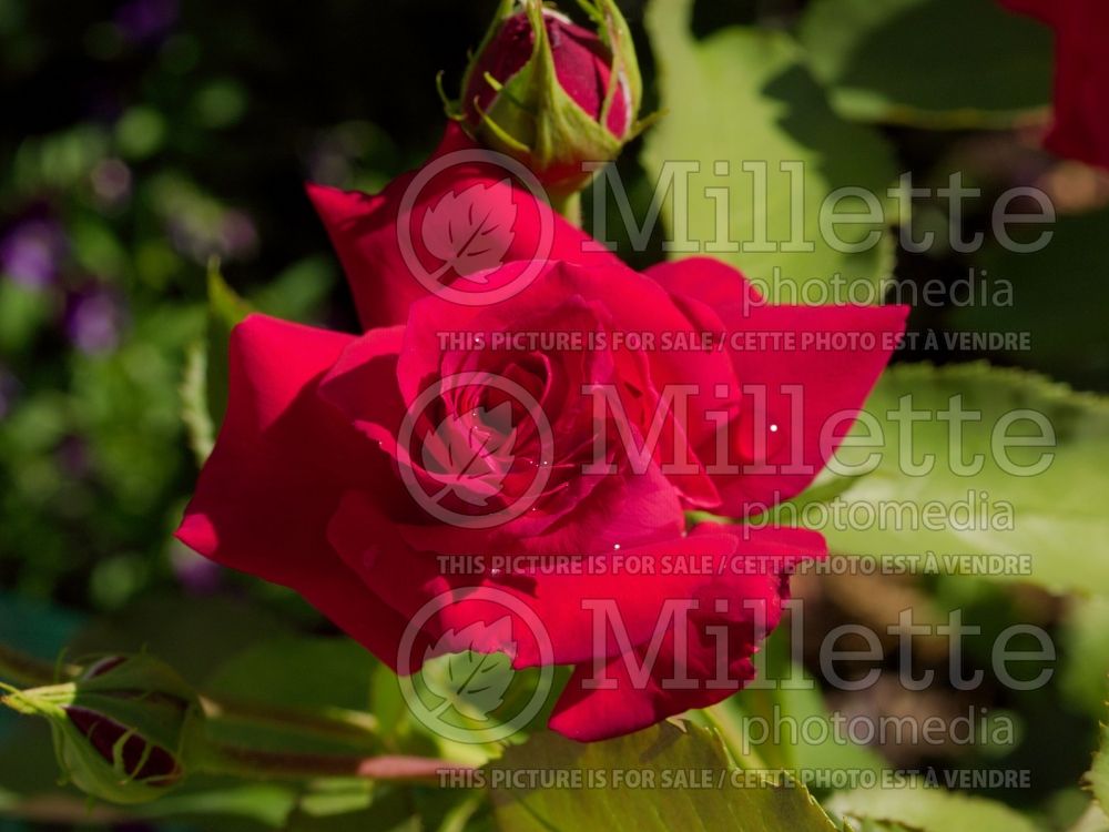Rosa Red Peace (hybrid Tea Rose) 1