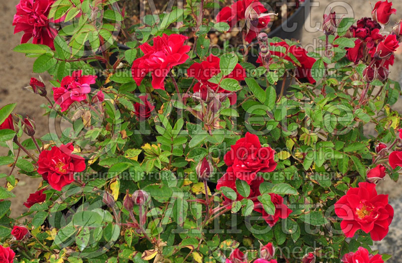 Rosa Red Rugostar (Rose) 1 